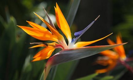 Strelitzia îngrijire și reproducere la domiciliu