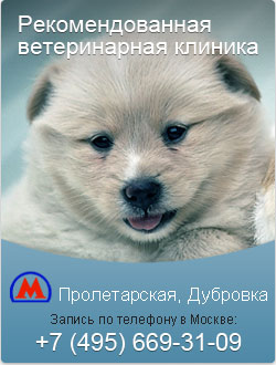 Ghearele de cosit la pisicile din Moscova, prețurile pentru o gaură de tunsoare la o pisică acasă