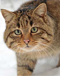 Стрижка кігтів у кішок в москві, ціни на стрижку кігтів у кішки в домашніх умовах