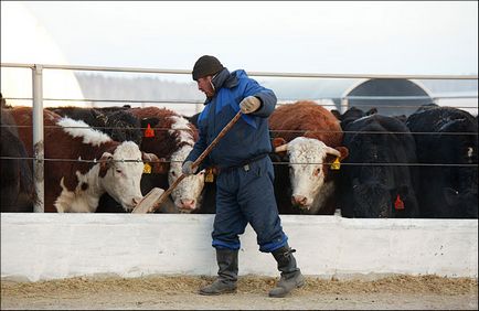 Construirea unui proiect de fermă pentru bovine