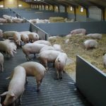 Свинокомплекс основні особливості будівництва свиноферми, хід роботи і схема облаштування