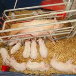 Свинокомплекс основні особливості будівництва свиноферми, хід роботи і схема облаштування