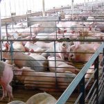 Svinokompleks caracteristicile principale ale construcției fermei de porcine, cursul de lucru și schema de amenajare