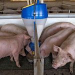 Svinokompleks caracteristicile principale ale construcției fermei de porcine, cursul de lucru și schema de amenajare