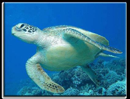 Такі кумедні морські черепахи