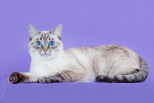 Тайська скільки живе, опис породи і характеру, особливості виховання тайського кошеня