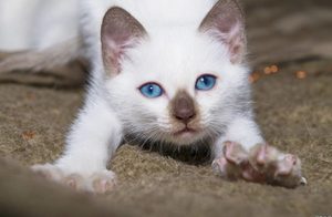 Тайська скільки живе, опис породи і характеру, особливості виховання тайського кошеня