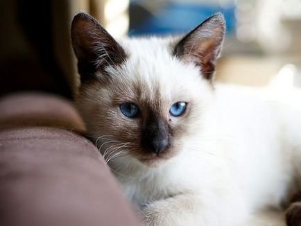 Pisica thailandeză cât de multe vieți, o descriere a rasei și caracterului, particularitățile educației unui pisoi thailandez