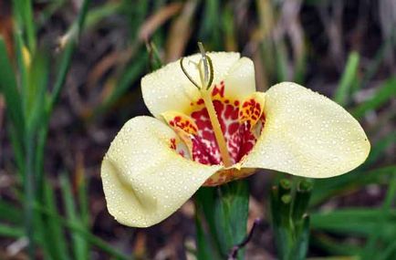 Tigridia plantare și îngrijire, specii și soiuri, fotografie