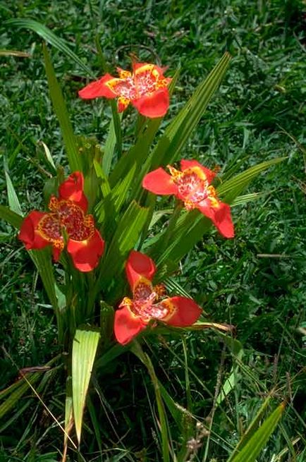 Tigridia plantare și îngrijire, specii și soiuri, fotografie