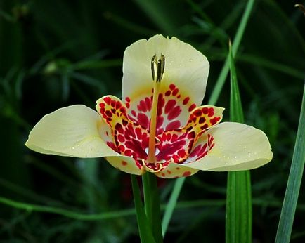 Tigridia plantare și îngrijire în câmp deschis, fotografie