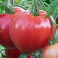 Томат любаша f1 опис і характеристика дуже раннього сорту помідор, вирощування та відгуки з фото