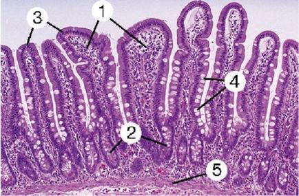 Intestine subțire