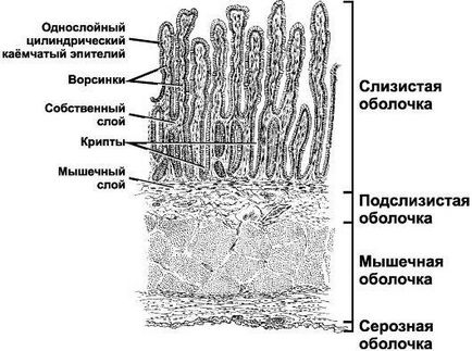 Intestine subțire