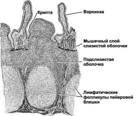 Intestine subțire