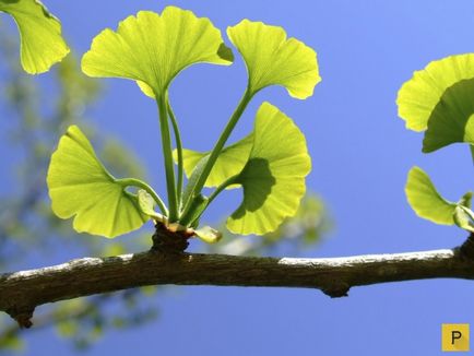 Top 9 cele mai vechi organisme de pe pământ (10 fotografii)