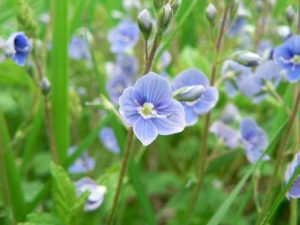 Aplicația Herb Veronica în medicina populară