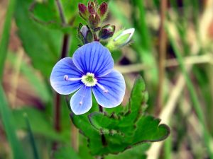 Aplicația Herb Veronica în medicina populară