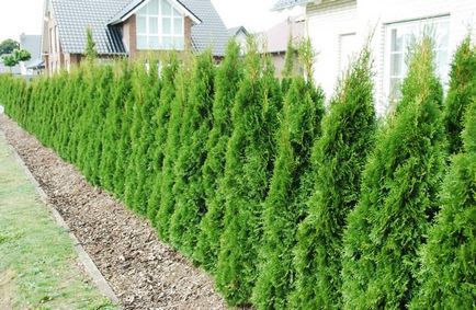 Thuja Smaragd - fajok és fajták, ültetés és gondozás