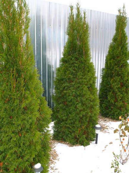 Thuja western smaragd