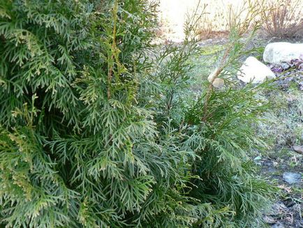 Thuja western smaragd