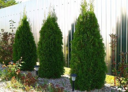 Thuja western smaragd