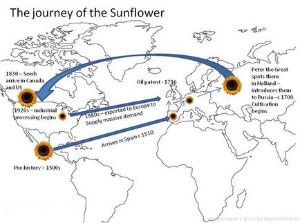 Дивовижна історія соняшника