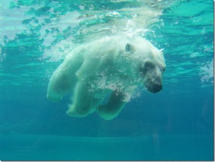 Дивовижне про морське ведмедя, фестиваль науки