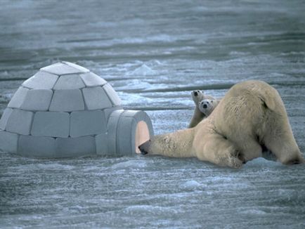 Дивовижне про морське ведмедя, фестиваль науки