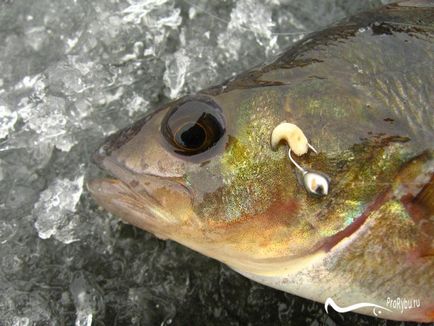 Catchability alsó fogaskerék basszus tészta a kezüket, a halászat - horgászat titkok