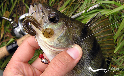 Catchability alsó fogaskerék basszus tészta a kezüket, a halászat - horgászat titkok