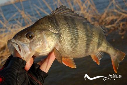 Catchability alsó fogaskerék basszus tészta a kezüket, a halászat - horgászat titkok