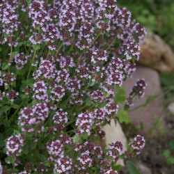 flowerbeds berendezés abies táj