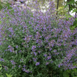 Aranjament de paturi de flori, peisaj abies