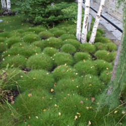 Aranjament de paturi de flori, peisaj abies