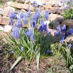 Aranjament de paturi de flori, peisaj abies