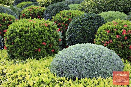A készülék sövények, adja meg a részleteket és gondozása növények (hedge) A készülék sövények, adja meg a részleteket és gondozása növények