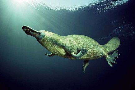 Platypus - cel mai uimitor animal al planetei, fapte interesante, locuri unice, uimitoare