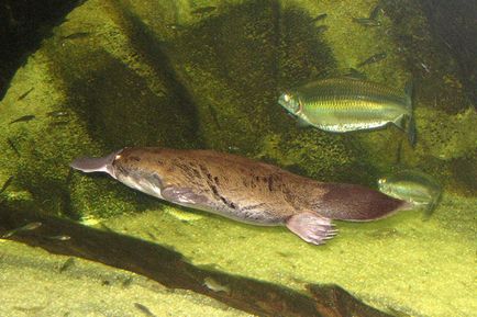 Kacsacsőrű emlős - a legcsodálatosabb állat bolygó, érdekességek, egy egyedülálló helyen, lenyűgöző