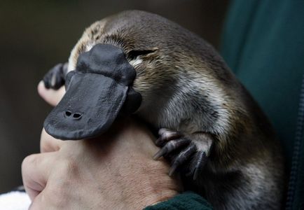 Platypus - cel mai uimitor animal al planetei, fapte interesante, locuri unice, uimitoare