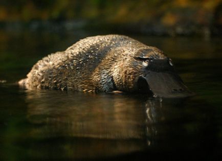 Platypus - cel mai uimitor animal al planetei, fapte interesante, locuri unice, uimitoare