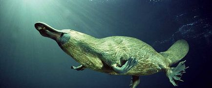 Качконіс - найдивніше тварина планети, цікаві факти, унікальні місця, приголомшливі