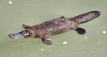 Platypus - cel mai uimitor animal al planetei, fapte interesante, locuri unice, uimitoare