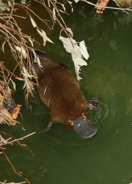 Platypus - cel mai uimitor animal al planetei, fapte interesante, locuri unice, uimitoare