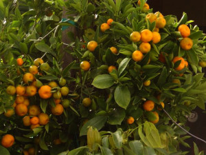 Care Calamondin otthon vágás és tartalmi