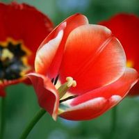 Vallota îngrijire și creștere, flori-blog