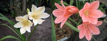 Vallota îngrijire și creștere, flori-blog