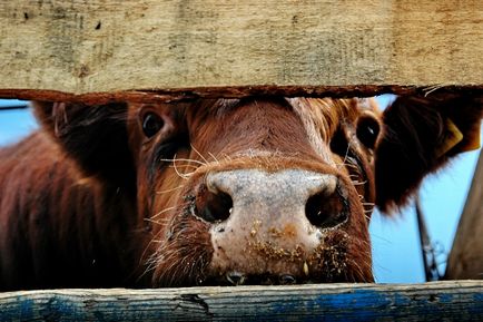 În Buryatia, vacăa ucigaș a păstrat în frică satul pentru un an întreg societatea de politică de informare