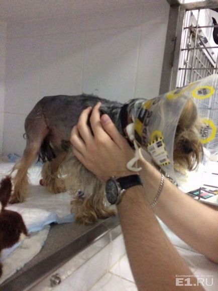 La Ekaterinburg, un om a fost amendat, al cărui câine a mușcat terrierul unui Yorkshire străin