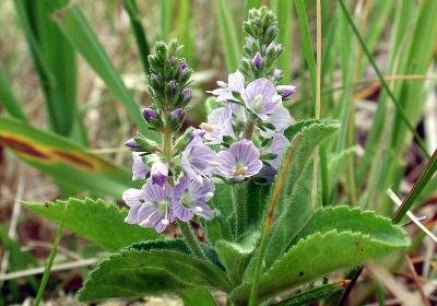 Veronica officinalis